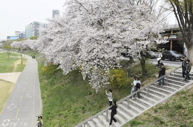 성남시는 지역 내 벚꽃 개화 시기를 오는 4월1~7일로 예상해 대표적인 벚꽃길 명소 9경을 소개했다.