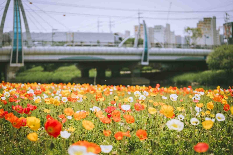 오산시가 도심 속 오산천을 시민과 함께 즐기는 열린 공간으로 만들기 위해 계절 프로그램을 운영한다.