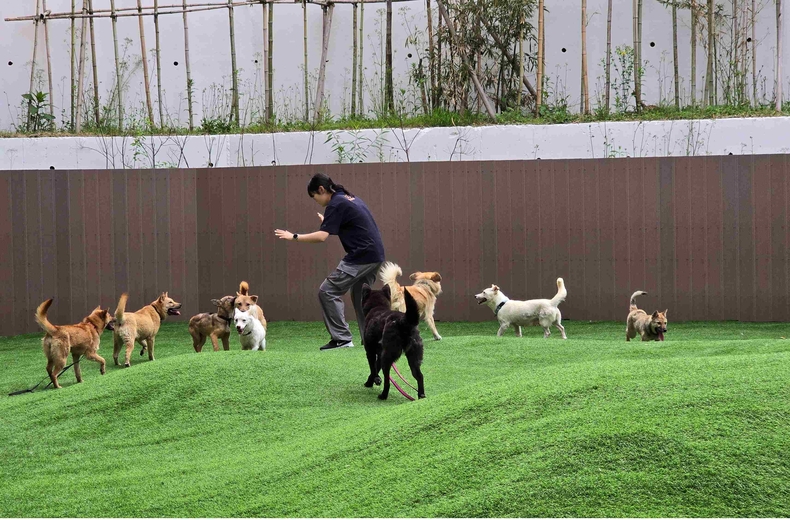 경기도가 반려마루 여주에서 위탁보호하고 있는 경북 산불피해 현장에서 구조된 반려견들과 이들의 새끼들에 대한 화상 치료와 건강검진, 중성화 수술 등을 마치고 입양 준비를 완료했다.
