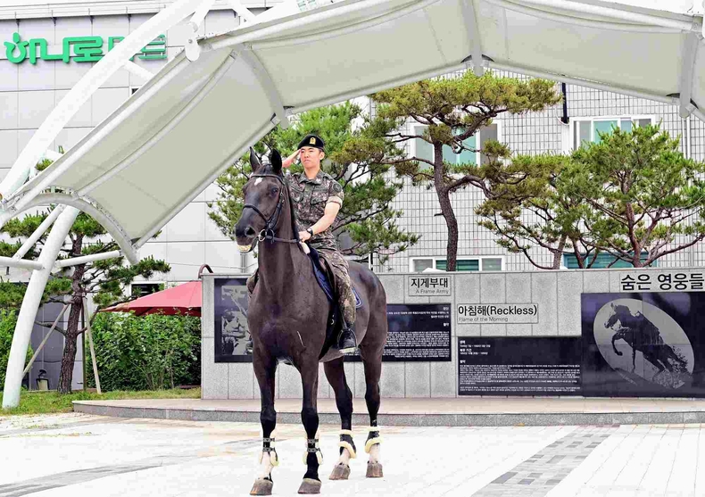 경기도가 연천군 백학광장에서 ‘2025년 군마(軍馬) 레클리스 기념행사’를 개최했다.‘레클리스’ 행사는 한국전쟁에서 눈부신 활약을 한 ‘레클리스(Reckless)’ 하사의 숭고한 헌신을 기리고, 안보의식 고취 및 한·미 동맹의 상징성을 더욱 높이기 위해 마련됐다.