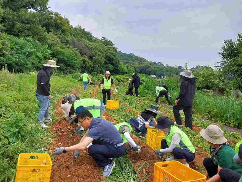‘동9와 우정 사이’ 상생 프로젝트에 참여한 동탄9동 지역사회보장협의체 위원들과 주민들이 우정읍 이화1리 농가에서 직접 감자를 수확하고 있다.
