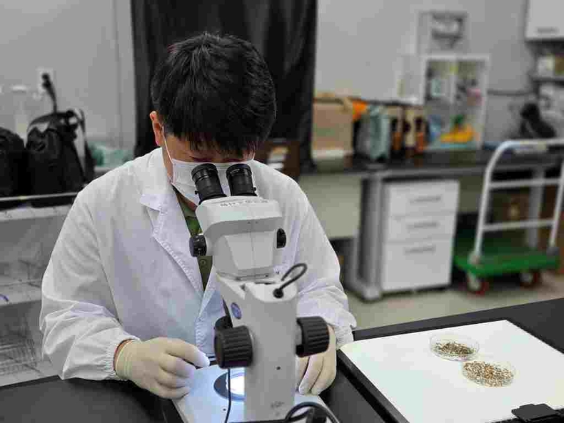 경기도보건환경연구원은 일본뇌염을 전파하는 주요 매개모기인 작은빨간집모기(Culex tritaeniorhynchus)가 화성시 동탄에서 발견됐다며 예방접종과 개인 방역에 유의할 것을 당부했다.
