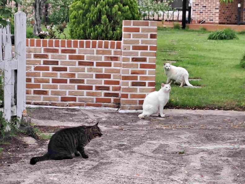 길고양이 