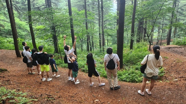 경기도가 무더위를 피해 숲속에서 몸과 마음을 회복할 수 있도록 가평 잣향기푸른숲 등 4곳에서 ‘산림치유 프로그램’을 운영 중이다.