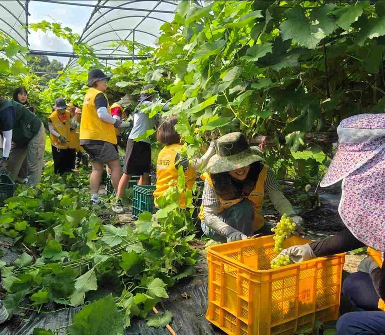 HO-스쿨팜가족봉사단과 화성시 청년봉사단이 서신면 포도농가에서 봉사활동을 하고 있다.