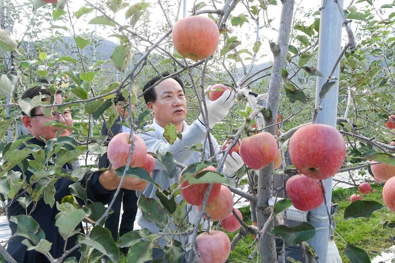 오산시가 전북특별자치도 장수군 농업기술센터에서 열린 ‘오산시민 장수 사과따기 체험행사’가 시민들의 큰 호응 속에 성황리에 마무리됐다.