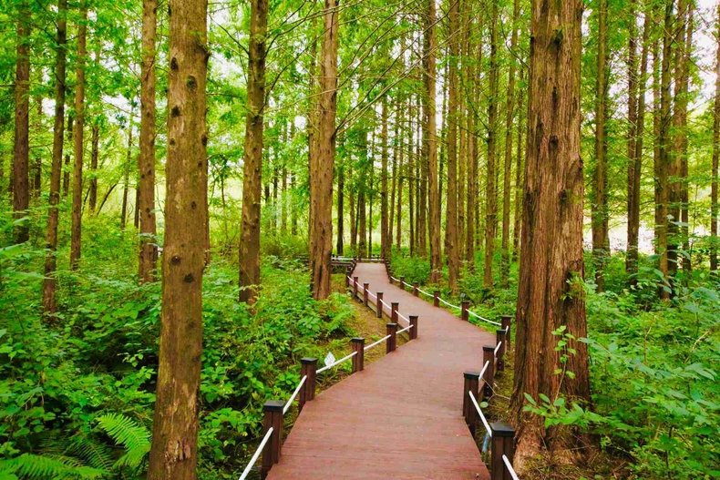 경기도는 한국산림복지진흥원이 주관하는 2026년 녹색자금 공모사업에 평택시 시니어클럽 등 총 4곳이 선정돼 사회적 배려 계층 및 보행 약자를 위한 숲을 조성한다.