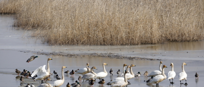 [현장 이슈]“화성 화옹호에 공항·전투비행장 건립시 무안공항보다 더 위험” 경고