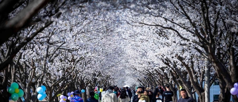 [즐거운 여행]임진강을 따라 걷는 시간여행… 벚나무를 따라 걷는 봄꽃여행