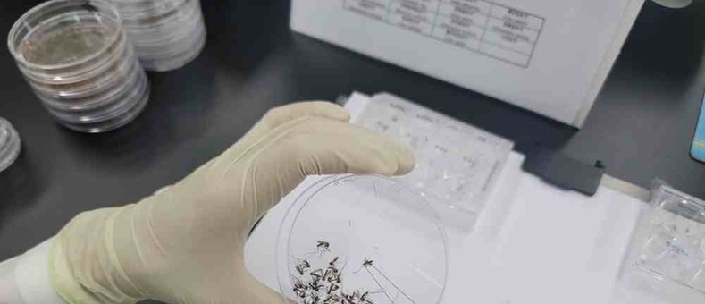 일본뇌염·뎅기열 매개모기 감시사업 추진