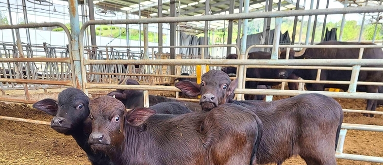 “고부가가치 프리미엄 낙농 시대 열었다”