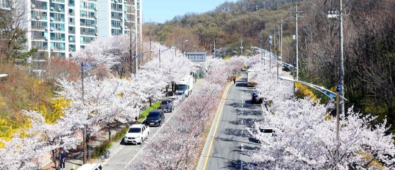 안성시 전 지역에 “벚꽃 만개…이번 주 절정”