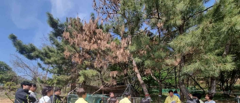 시흥서 첫 소나무재선충병 발생